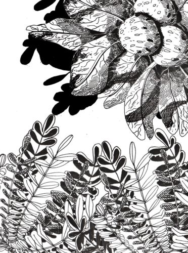 Dessin de plantes à l'encre.