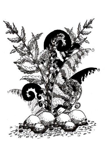 Groupe de fougères dessinées à l'encre.