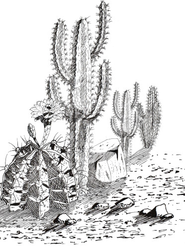 Des cactus dessinés à l'encre.