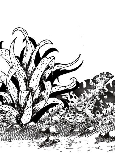 Tillandsia monsteras dessin encre