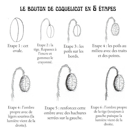 JARDINS IMAGINAIRES bouton coquelicot fleur apprendre dessins modules livre helenevalentin