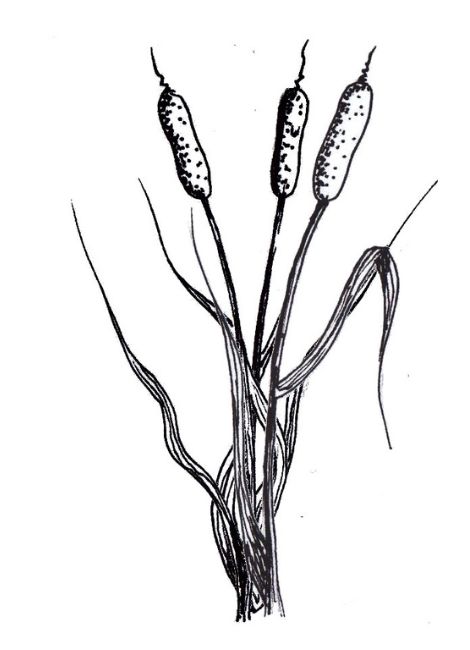 Roseaux dessin livre jardins imaginaires modules helenevalentin apprendre