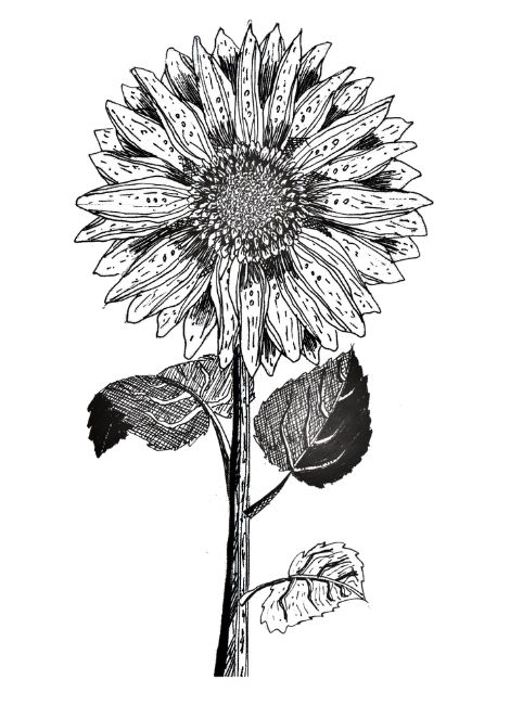 Tournesol dessin livre jardins imaginaires modules helenevalentin apprendre