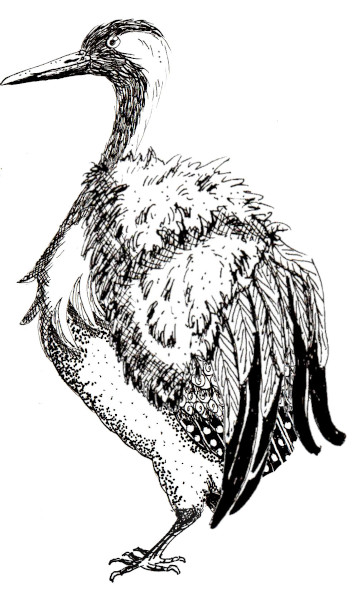 Un bestiaire imaginaire. Un oiseau composé de la tête d'une grue, de l'aile d'un vautour et des pattes d'un moineau.