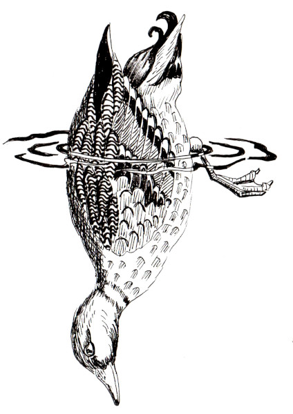 Un canard qui plonge dessiné à l'encre.