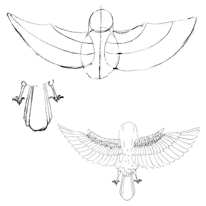 Etapes dessin moineau dos