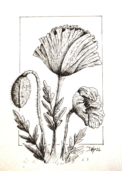 Dessin coquelicots livres helenevalentin apprendre fleurs jardins modules