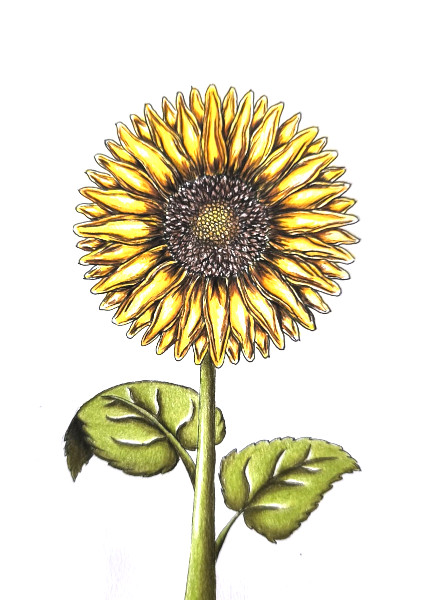 Dessin tournesols aquarelle livres helenevalentin apprendre fleurs jardins modules