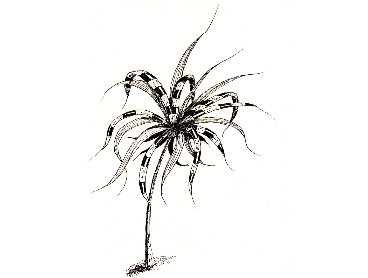 Papyrus dessin apprendre livre debutants helenevalentin idees